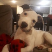 What Breed Is My Dog?