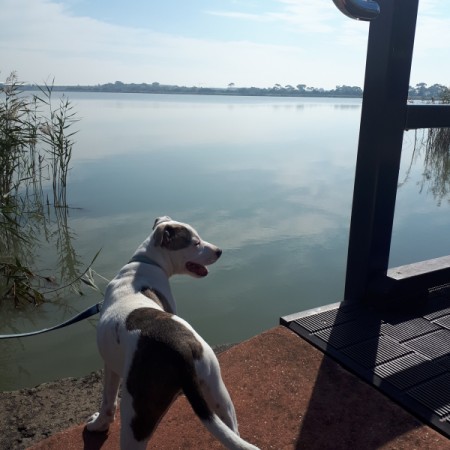 What Breed Is My Dog?