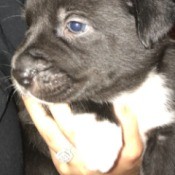 What Breed Is This Dog? - black puppy