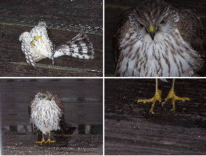 4 pictures of a dazed hawk after hitting a window.