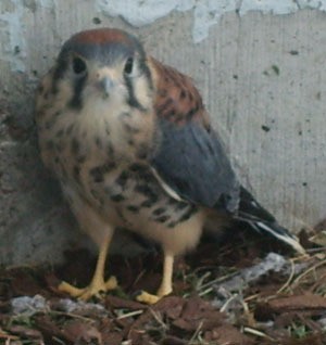 Baby Hawk on the ground.