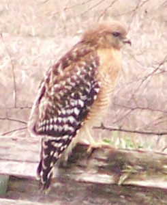 Small Hawk on a wood fence.