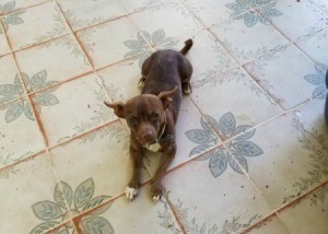 What Breed Is My Dog? - brown dog on vinyl floor