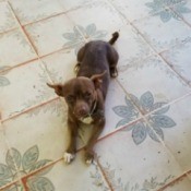 What Breed Is My Dog? - brown dog on vinyl floor