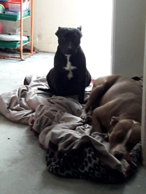 Is My Dog a Pit Bull? - two dogs on a blanket on the floor