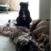 Is My Dog a Pit Bull? - two dogs on a blanket on the floor