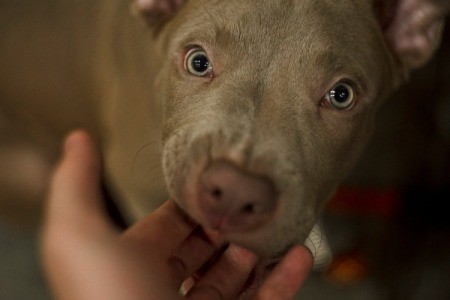Pit Bull puppy looking at the camera.