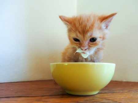 Kitten with mouth covered in milk.