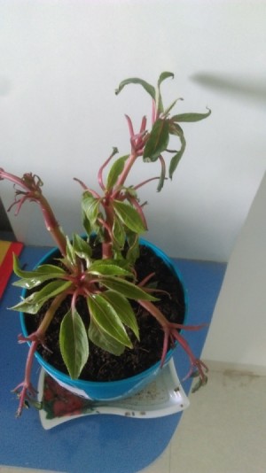 Identifying a Plant - variegated leaves and pinkish red drooping stems