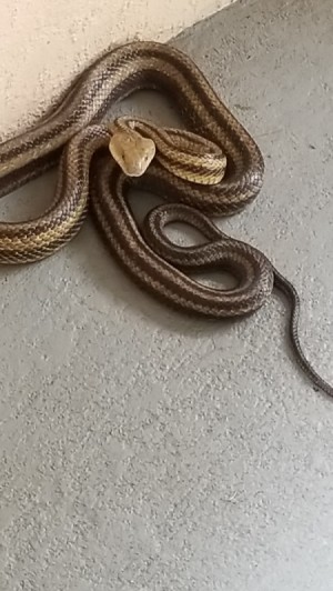 Identifying a Snake - striped snake with triangular head