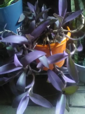 What Is This Houseplant? - purple leafed training houseplant
