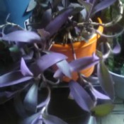 What Is This Houseplant? - purple leafed training houseplant