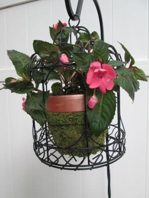 Using Bird Cages As Outdoor Planters - closeup of impatiens potted plant