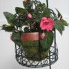 Using Bird Cages As Outdoor Planters - closeup of impatiens potted plant