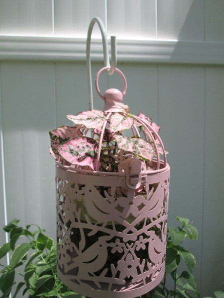 Using Bird Cages As Outdoor Planters - closeup of smaller pink cage