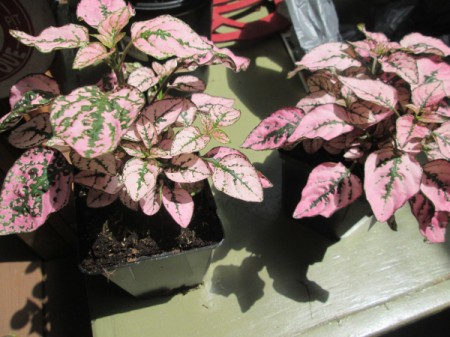 Using Bird Cages As Outdoor Planters - pink and green variegated leaf plants