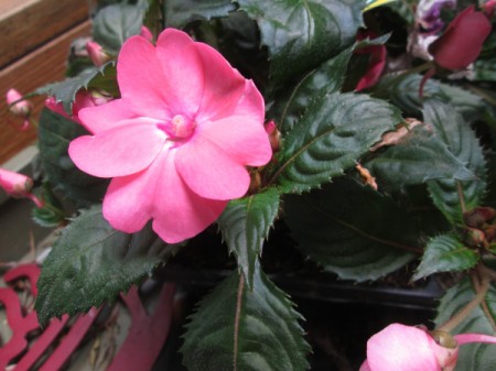 Using Bird Cages As Outdoor Planters - pink impatiens plant