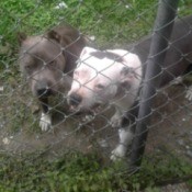 Is My Pit Bull Full Blooded? - two Pits behind a chain link fence