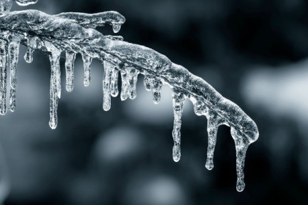 Icicle on a tree branch.