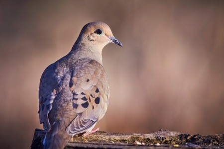 Mourning Dove on a log