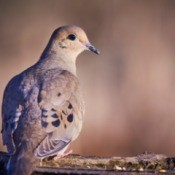 Mourning Dove on a log