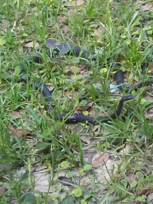 What Kind of Snake Is This? - black snake in weeds with its head raised
