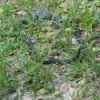 What Kind of Snake Is This? - black snake in weeds with its head raised