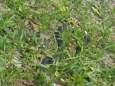 What Kind of Snake Is This?