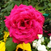 A deep red rose in full bloom.