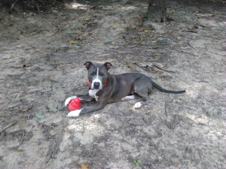 Babygirl  - grey and white dog with a Kong