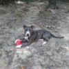 Babygirl  - grey and white dog with a Kong