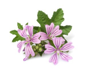 Mallow flowers and leaves on white background