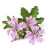 Mallow flowers and leaves on white background