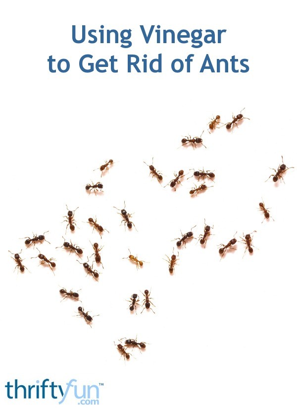 Using Vinegar to Get Rid of Ants ThriftyFun