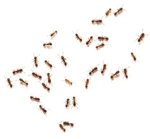 Group of ants on a white background