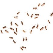 Group of ants on a white background