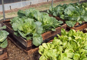 Raised beds with vegetable growing in them