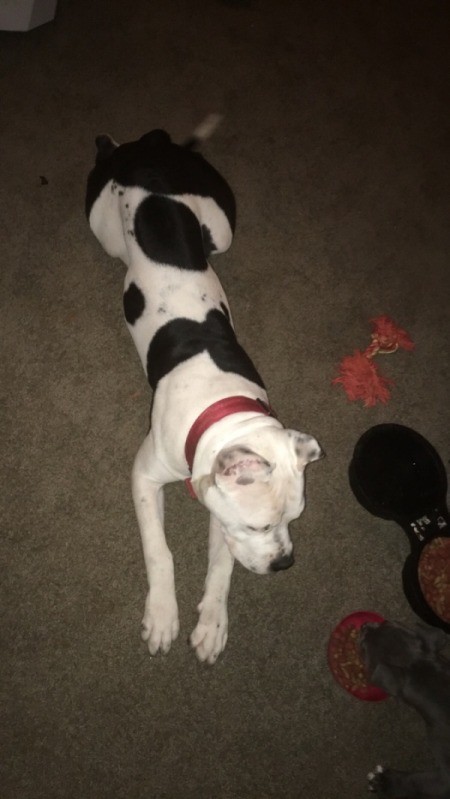 Is My Pit Bull Full Blooded?