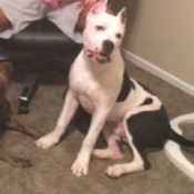 Is My Pit Bull Full Blooded?