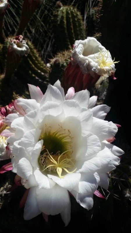 Cactus Flower - white flower tinged with pin on the ends of the lower petals