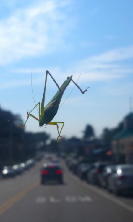 The Hitchhiker (Grasshopper) - on a car windshield