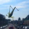 The Hitchhiker (Grasshopper) - on a car windshield