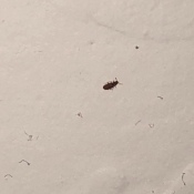 Identifying Tiny Brown Bugs