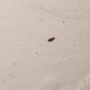 Identifying Tiny Brown Bugs