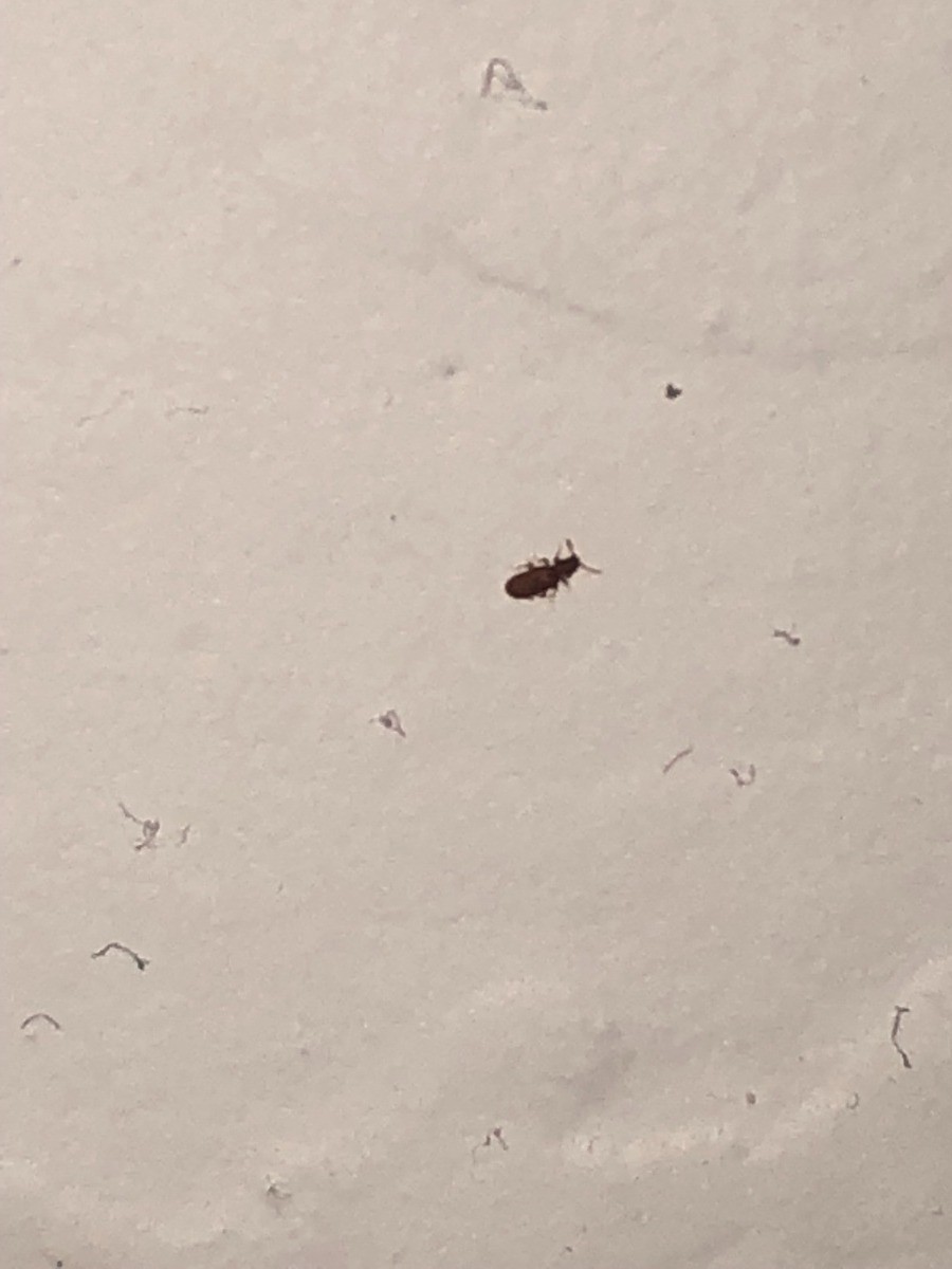 tiny beetles in house