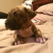 Is My Dog a Full Blood Pit Bull? - brindle puppy