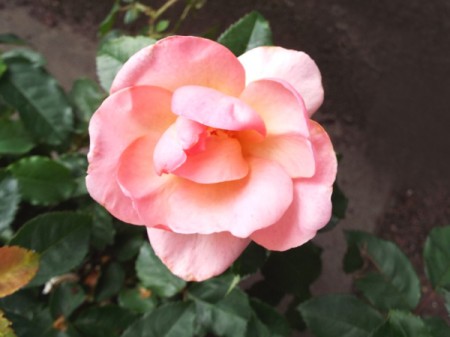 Peachy Knockout Rose - peachy pink rose