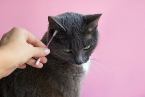 Dark cat getting ears cleaned with a q-tip.