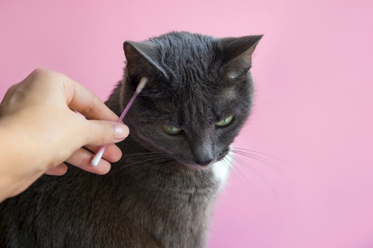 How To Clean Cat Ears Mites? A must-read Guide | Kitty ...