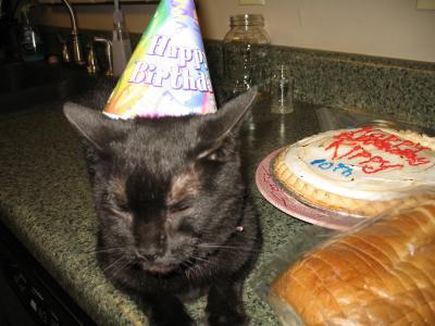 A black cat wearing a birthday hat.